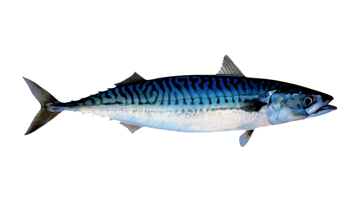 Atlantic Mackerel PNG File