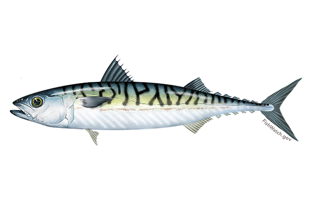 Atlantic Mackerel PNG HD Isolated