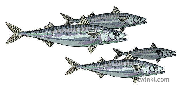 Atlantic Mackerel PNG Image