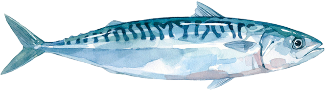 Atlantic Mackerel PNG Isolated File