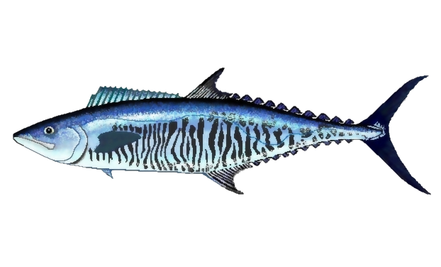 Atlantic Mackerel PNG Photo