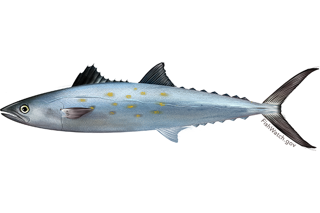 Atlantic Mackerel PNG Transparent