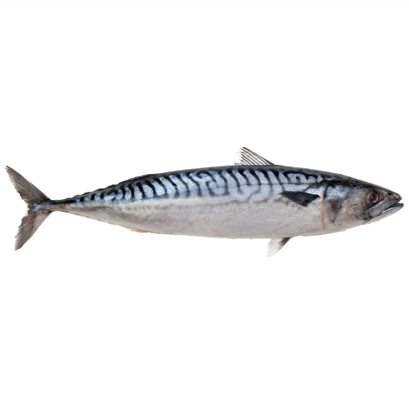 Atlantic Mackerel PNG