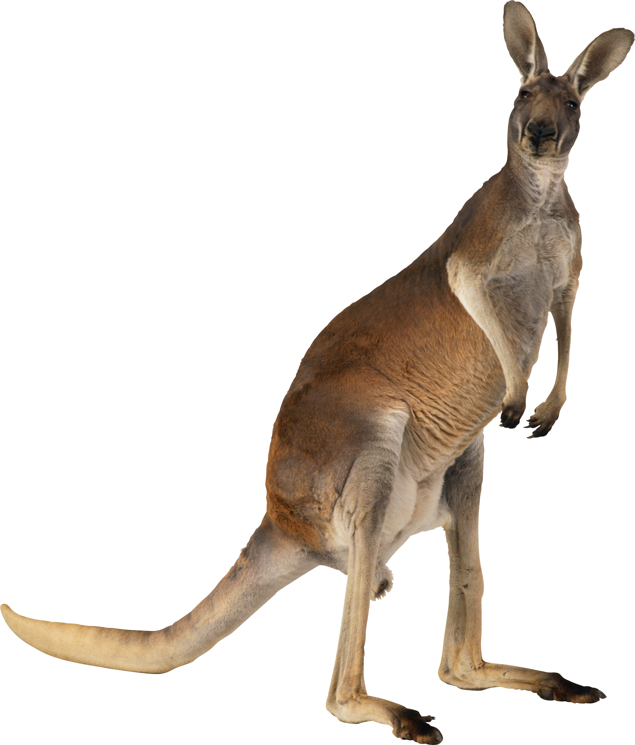 Australia Kangaroo PNG File