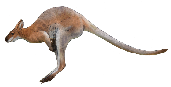 Australia Kangaroo PNG HD Isolated
