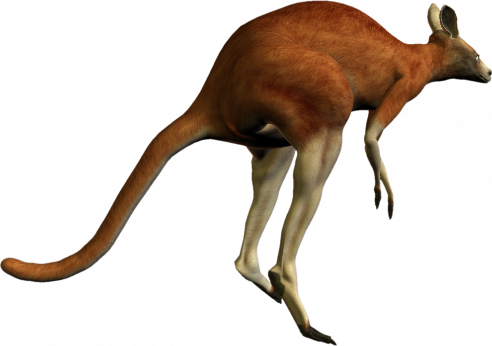 Australia Kangaroo PNG Isolated Image