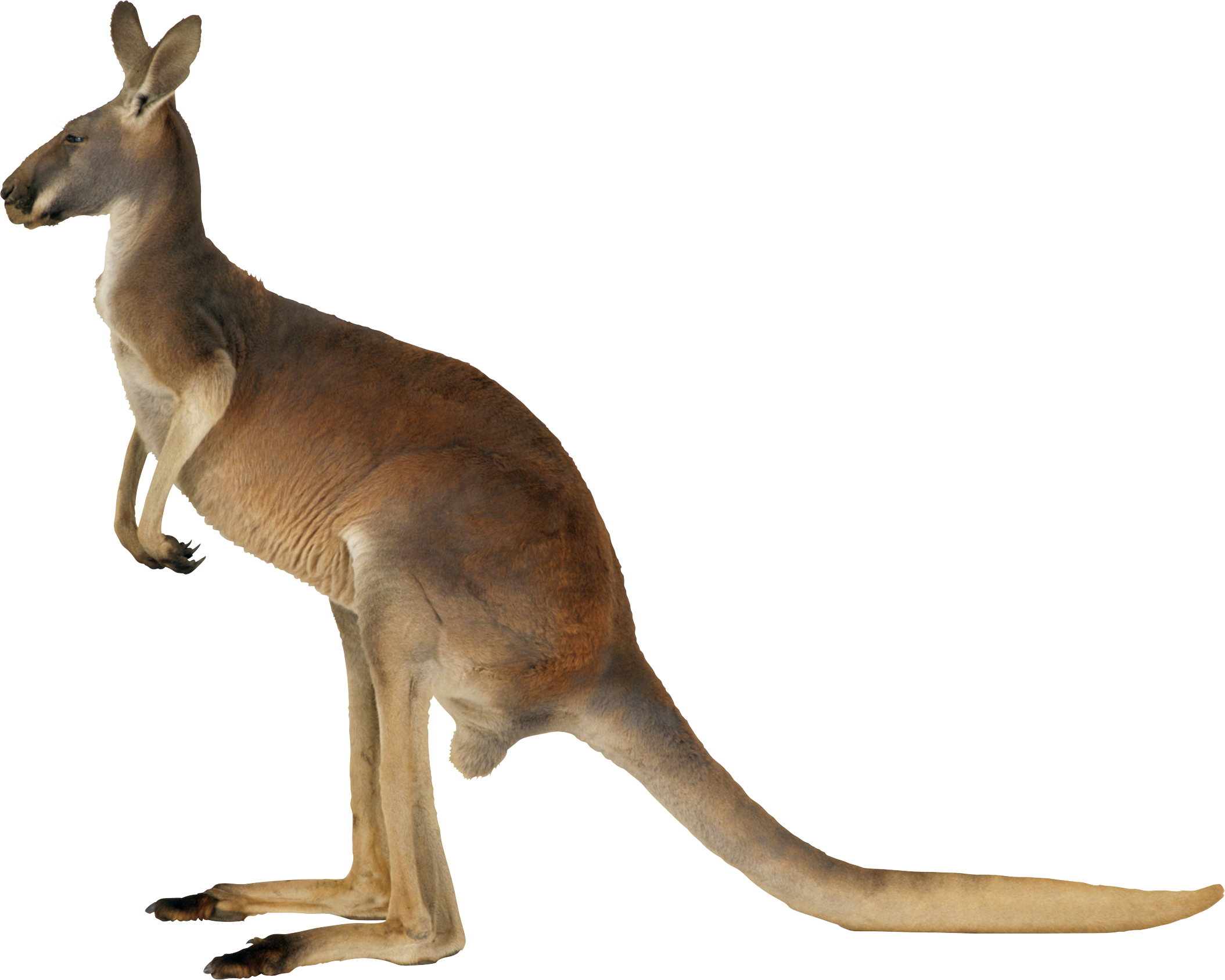 Australia Kangaroo PNG Transparent