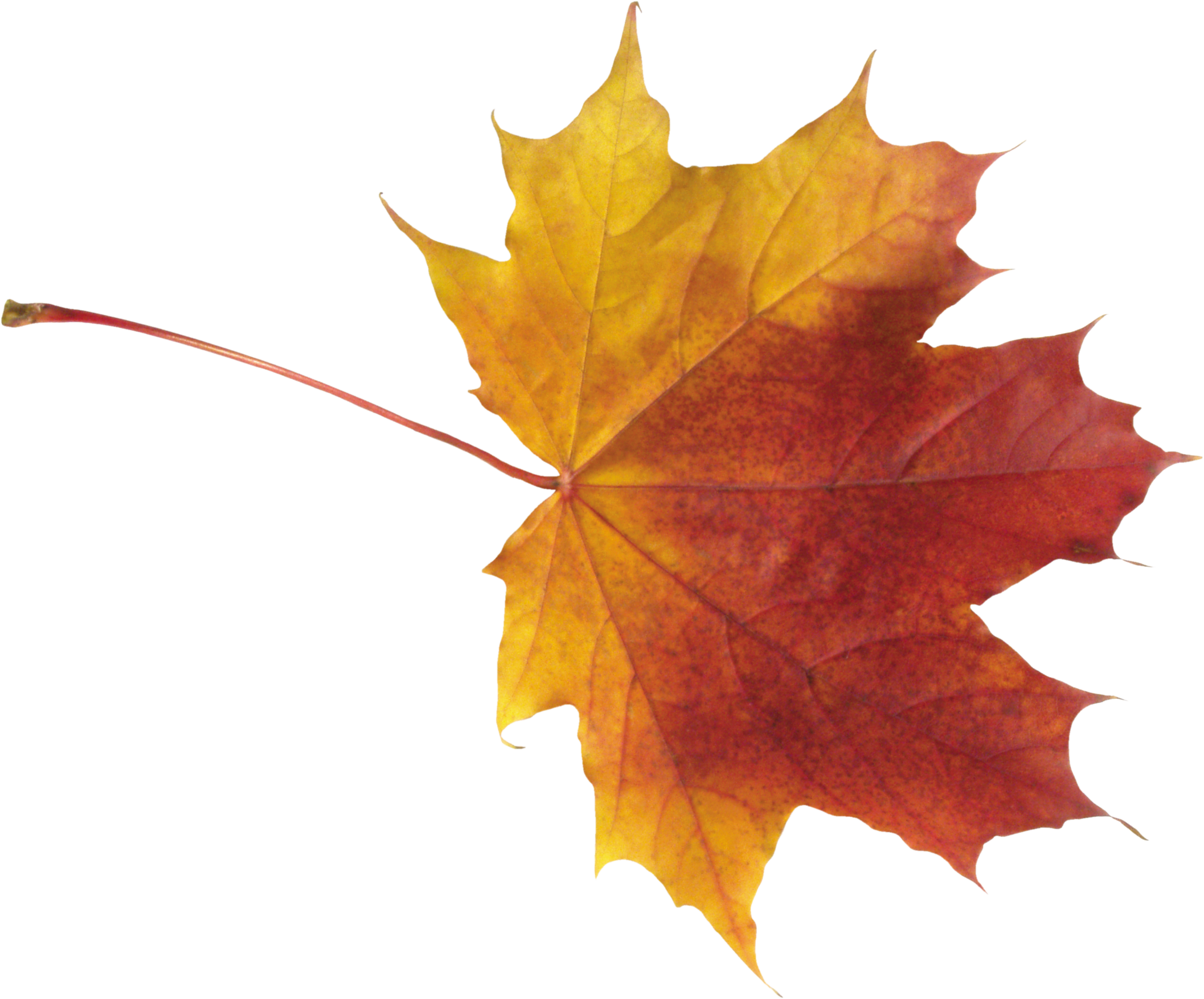 Autumn PNG Free Download