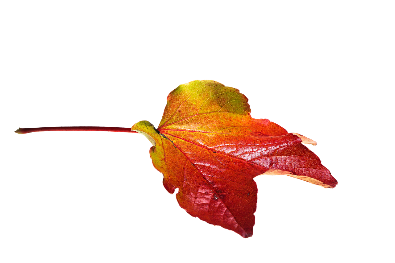 Autumn PNG Pic