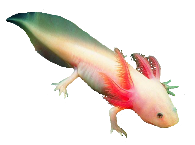 Axolotl PNG Free Download