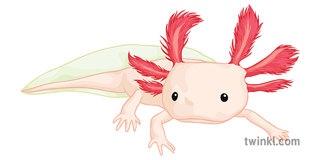 Axolotl PNG Picture