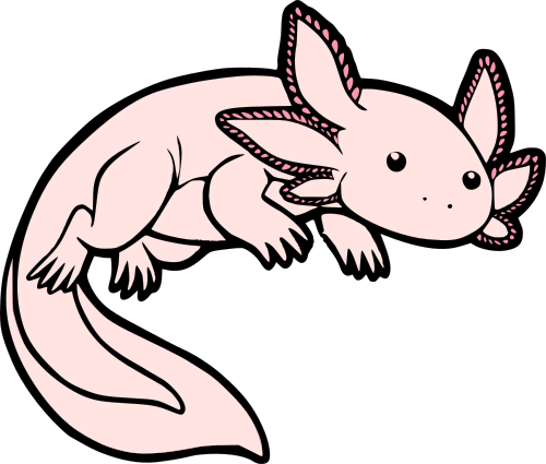Axolotl Transparent PNG