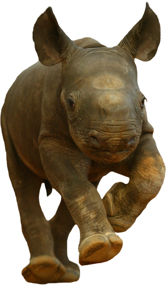 Baby Rhino PNG Clipart