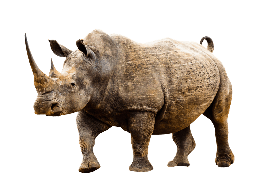 Baby Rhino PNG File