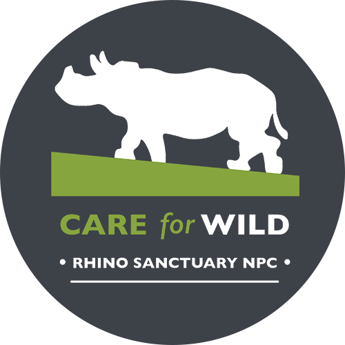 Baby Rhino PNG Isolated Image