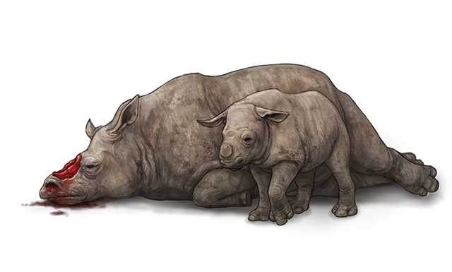 Baby Rhino PNG Isolated Photos