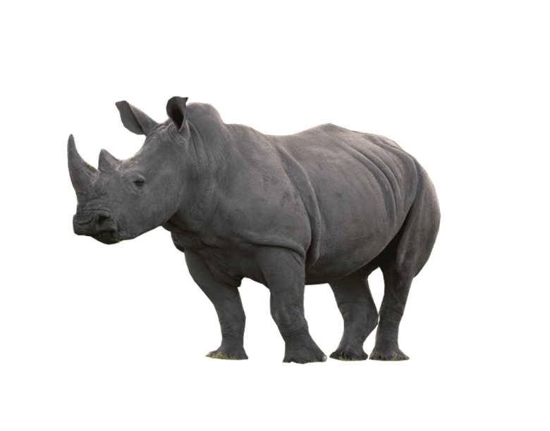 Baby Rhino PNG Photos