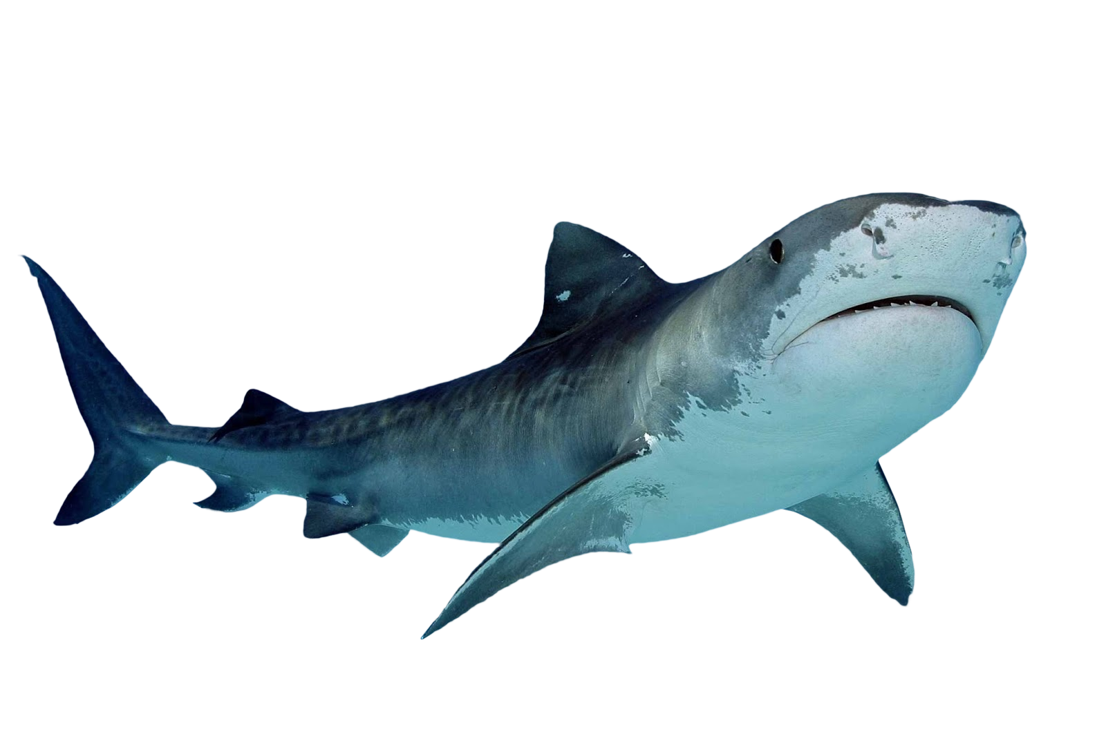 Baby Shark PNG Isolated Transparent Picture