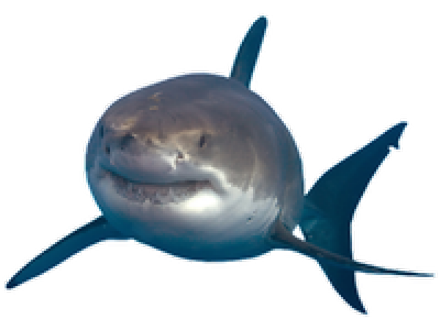 Baby Shark PNG Transparent Picture