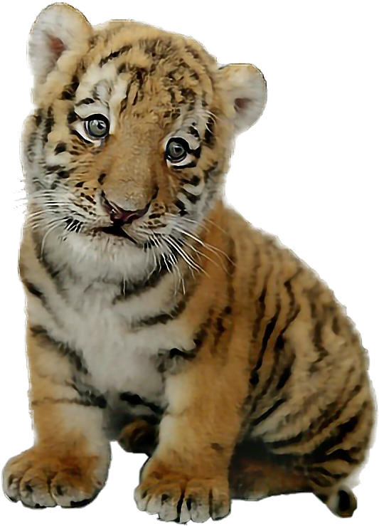 Baby Tiger PNG Photo