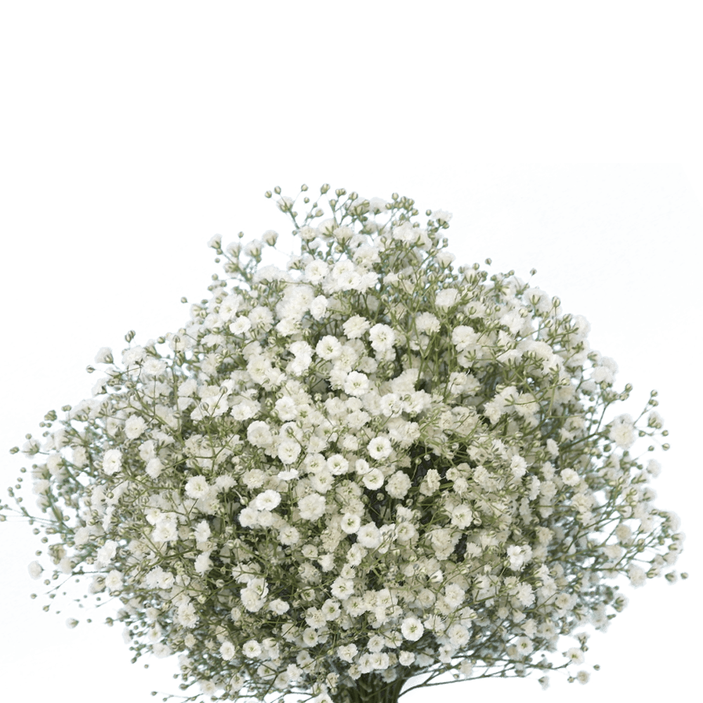 Baby’s Breath PNG Free Download