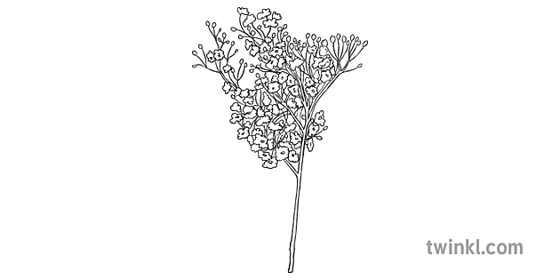Baby’s Breath PNG Isolated File