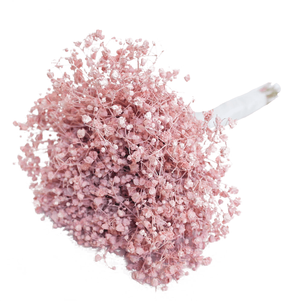 Baby’s Breath PNG Isolated Pic