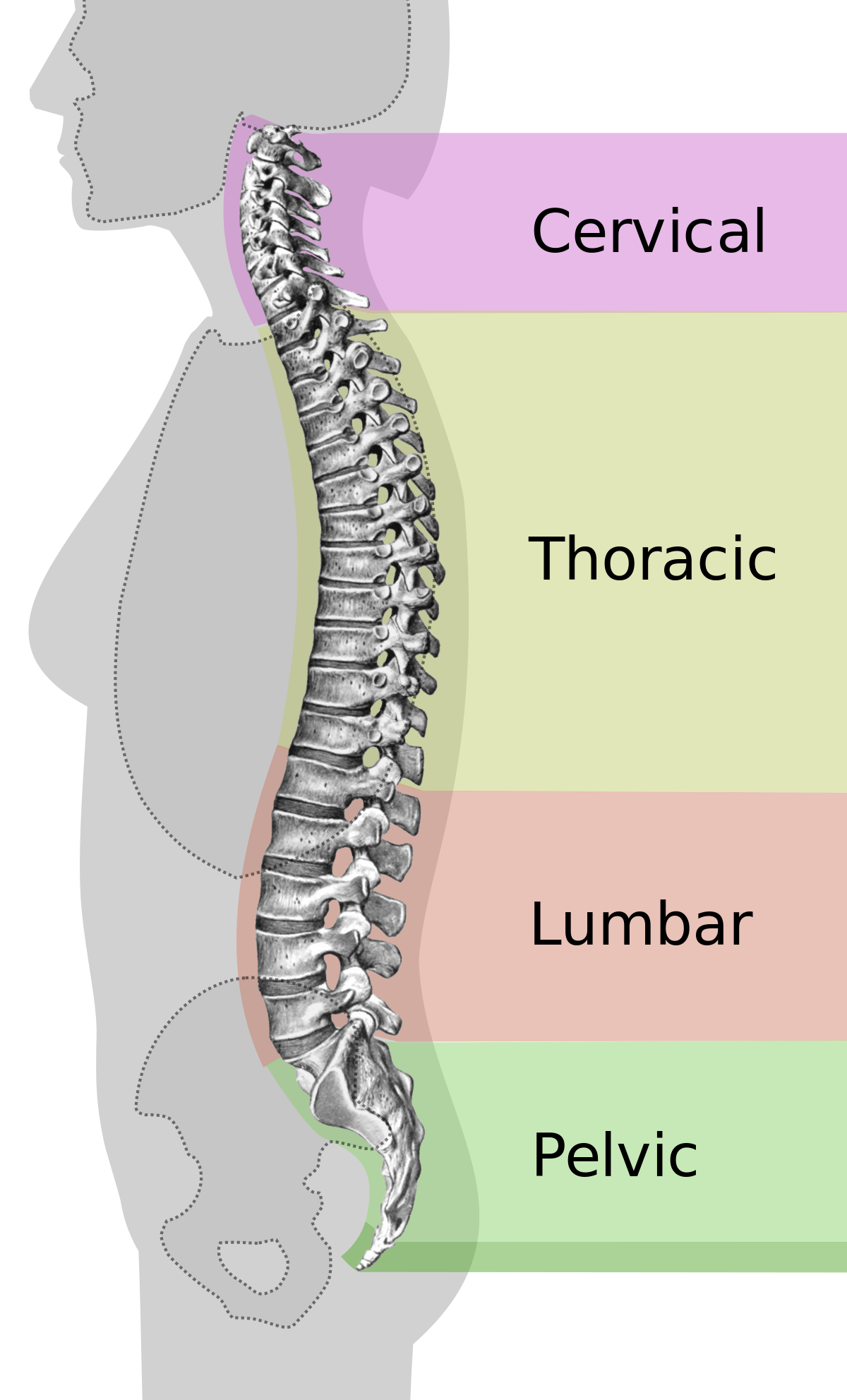 Backpain PNG HD Isolated
