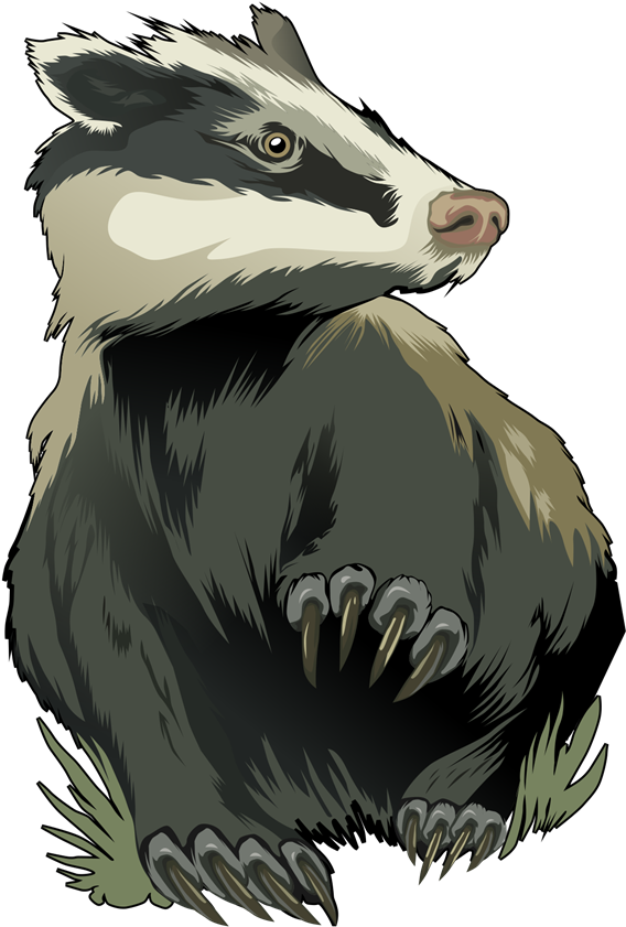 Badger PNG Isolated File