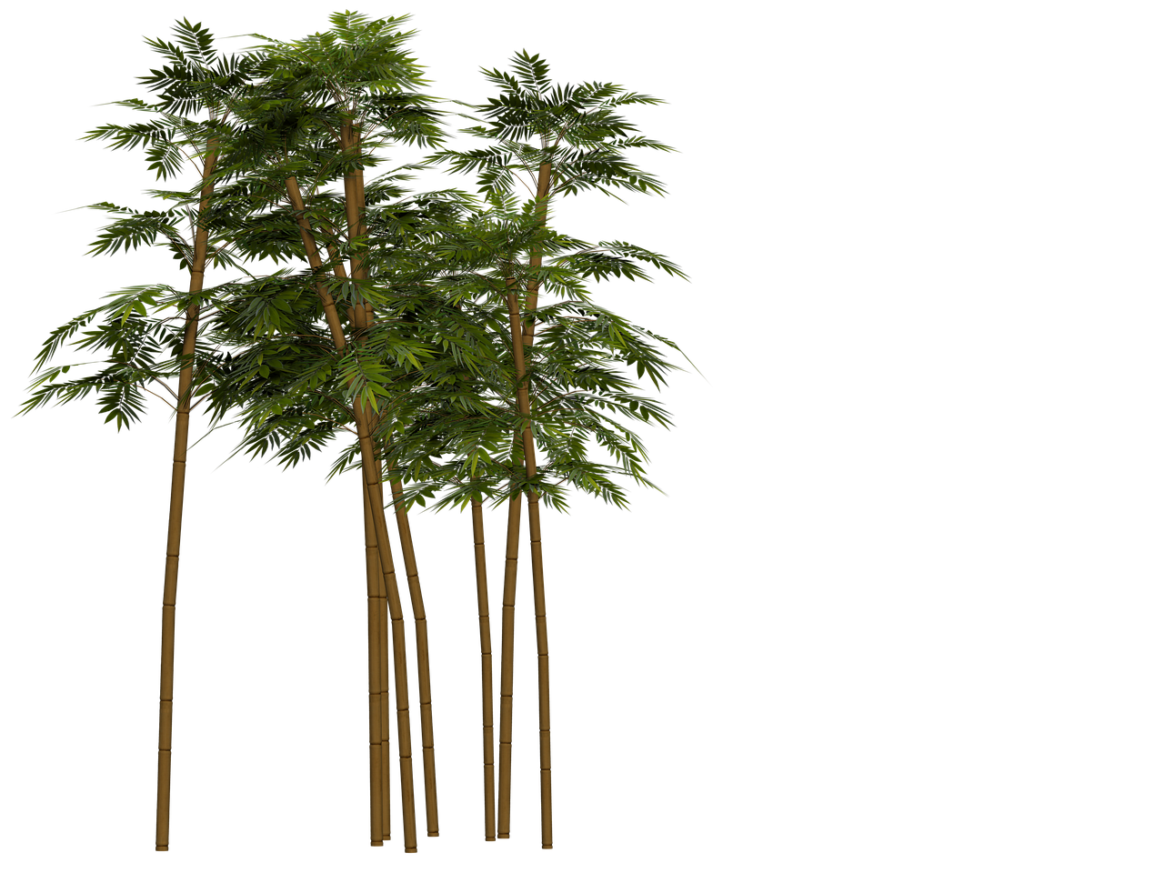 Bamboo shoot PNG Picture