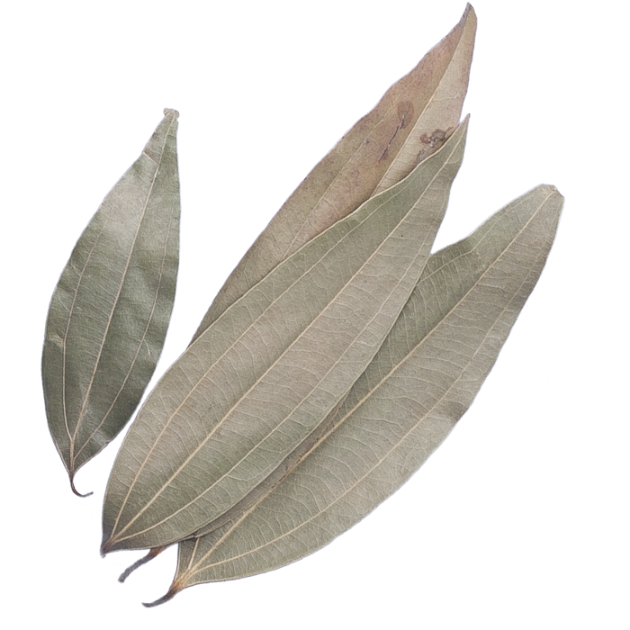Bay leaves PNG Clipart