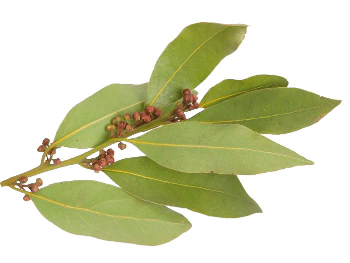 Bay leaves PNG Free Download