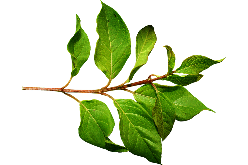 Bay leaves PNG Photos