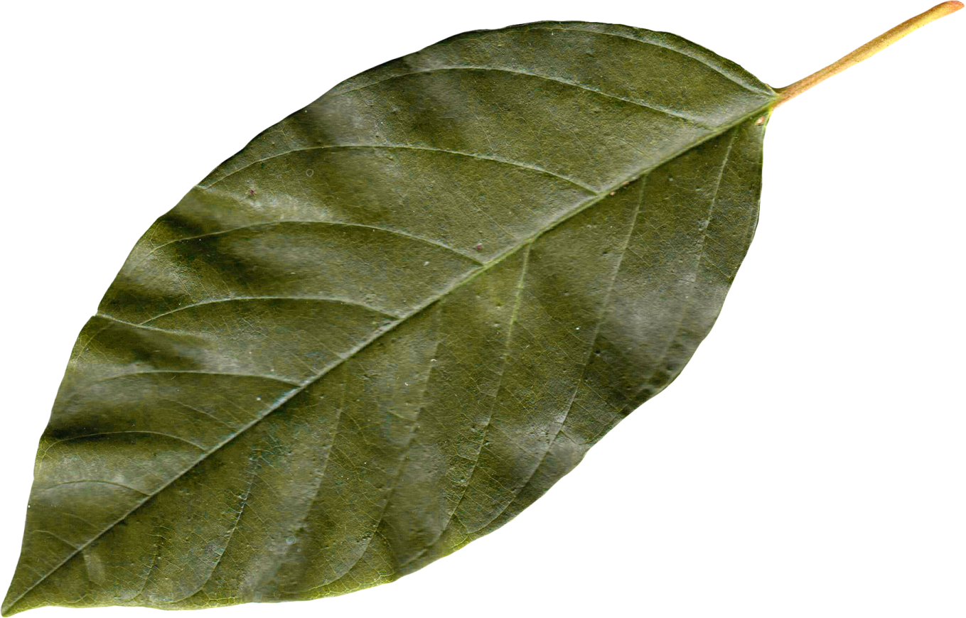 Bay leaves PNG Picture