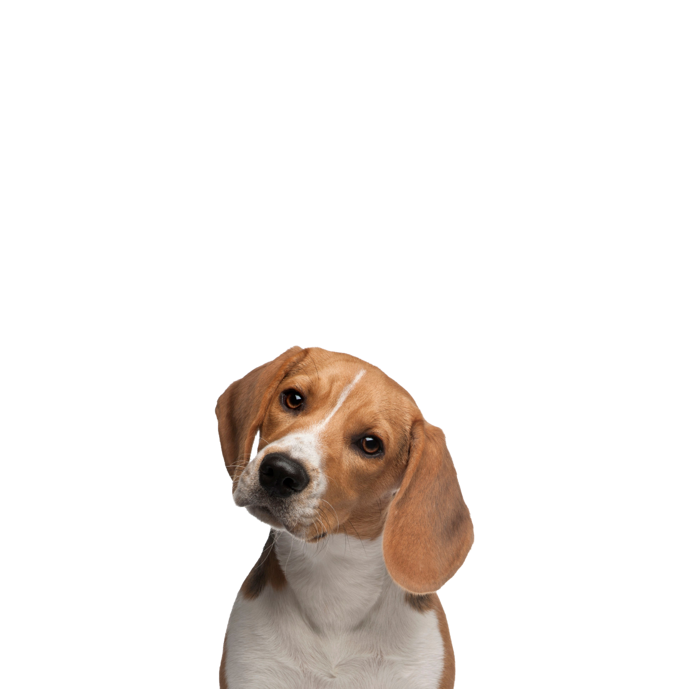 Beagle PNG Clipart
