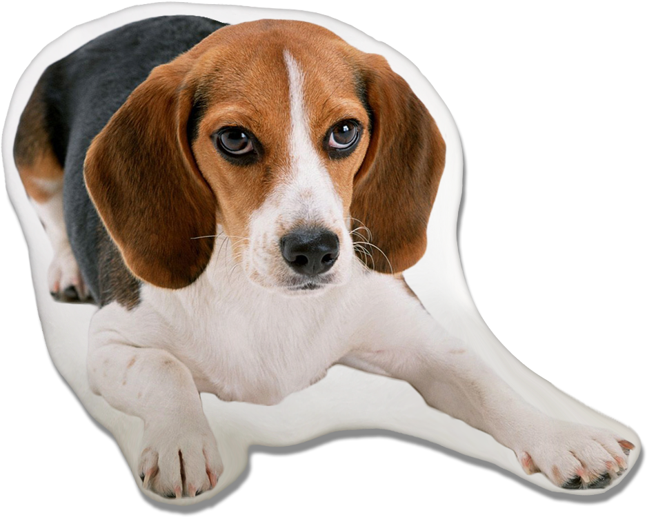 Beagle PNG Isolated File