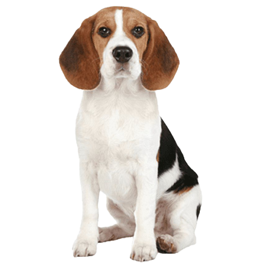 Beagle PNG Isolated Pic