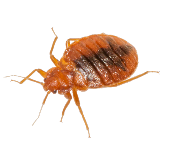 Bed Bugs PNG HD
