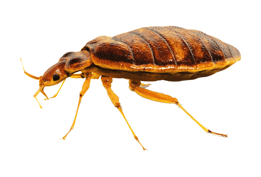 Bed Bugs PNG Isolated File