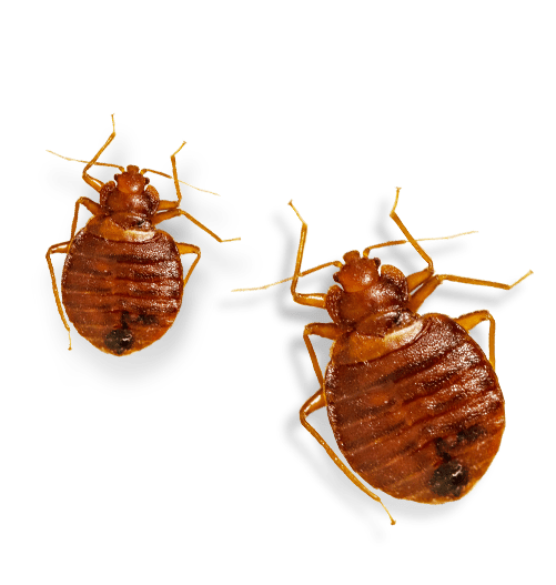 Bed Bugs PNG Isolated HD