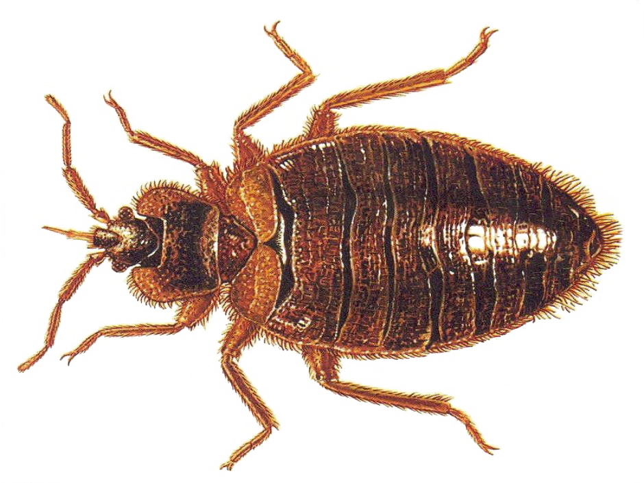 Bed Bugs PNG Picture
