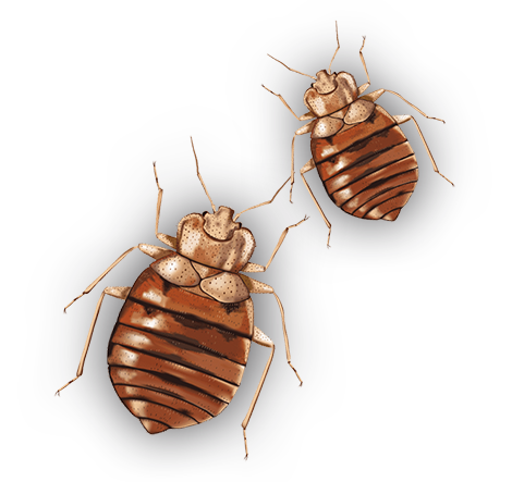 Bed Bugs PNG Transparent