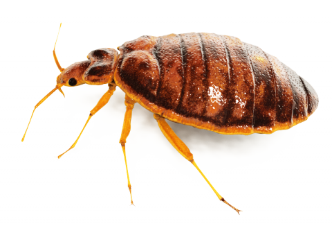 Bed Bugs PNG