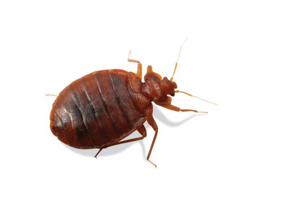 Bed Bugs Pics PNG File