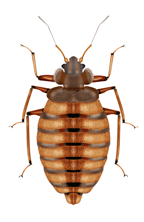 Bed Bugs Pics PNG Isolated HD