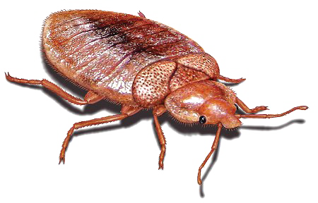 Bed Bugs Pics PNG Picture