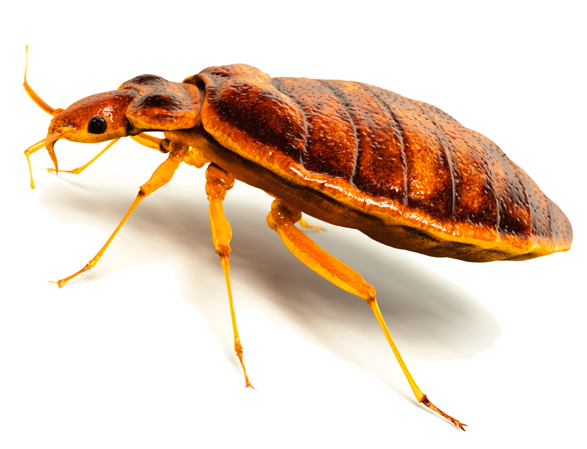 Bed Bugs Transparent PNG