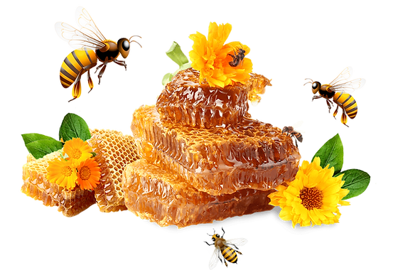 Bee Honey PNG Photos