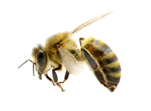 Bees PNG File