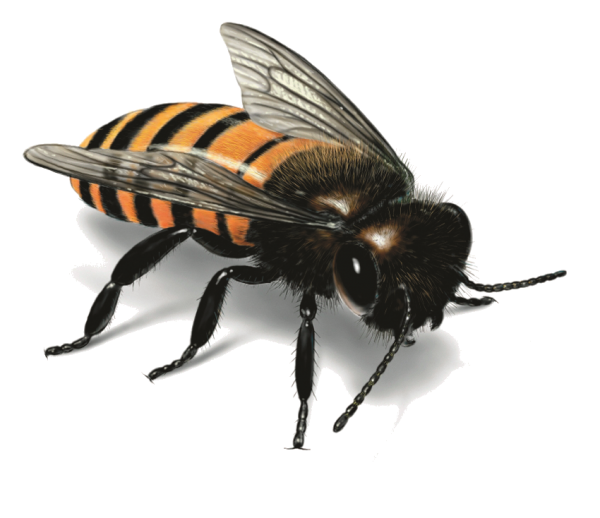 Bees PNG HD